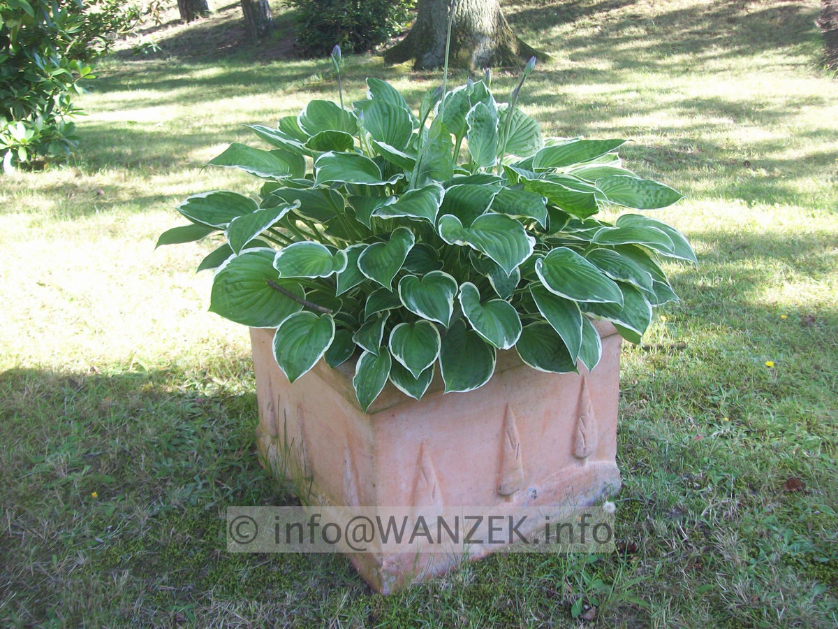 Hosta fortunei Francee 04.JPG
